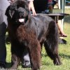 Džbán 4.9.2016 - Klubová výstava CAC