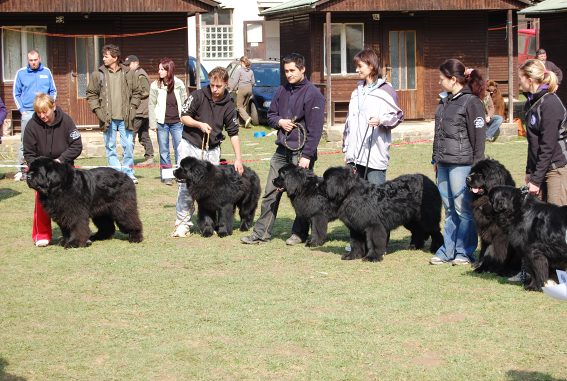 Otec Highlander v.d. Ostalb, potomci a matka Gachona od Trojské skály