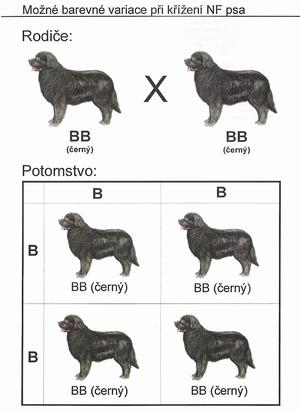 Kombinovatelnost zbarvení novofundlandského psa