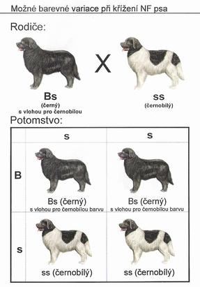 Kombinovatelnost zbarvení novofundlandského psa