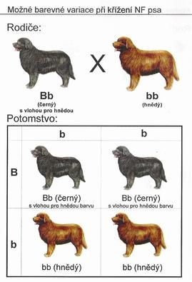 Kombinovatelnost zbarvení novofundlandského psa