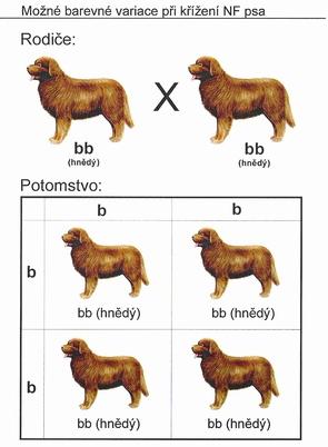 Kombinovatelnost zbarvení novofundlandského psa