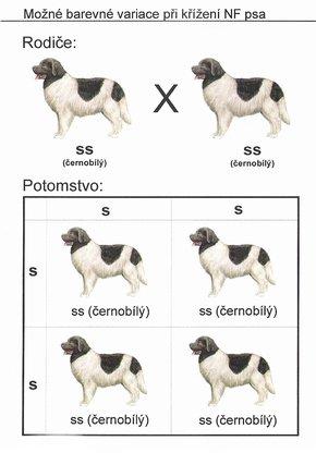 Kombinovatelnost zbarvení novofundlandského psa