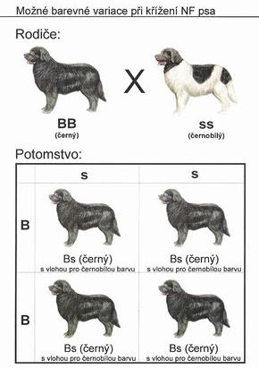 Kombinovatelnost zbarvení novofundlandského psa