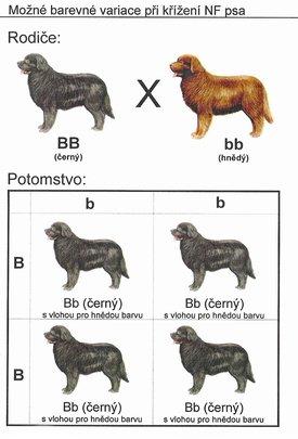Kombinovatelnost zbarvení novofundlandského psa