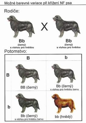 Kombinovatelnost zbarvení novofundlandského psa