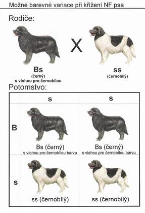 Kombinovatelnost zbarvení novofundlandského psa