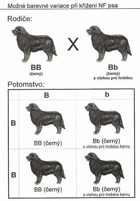 Kombinovatelnost zbarvení novofundlandského psa