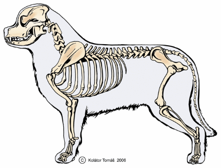 Výcvik psa do zápřahu Výcvik psa do zápřahu