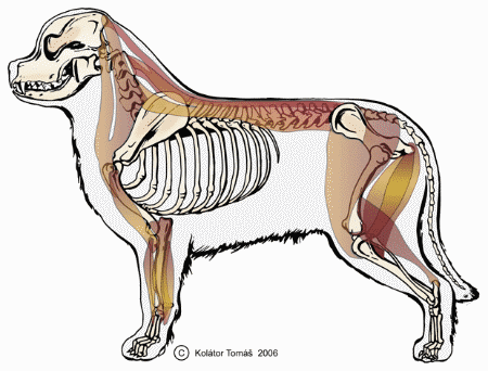 Výcvik psa do zápřahu Výcvik psa do zápřahu