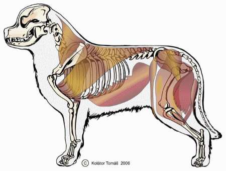 Výcvik psa do zápřahu Výcvik psa do zápřahu