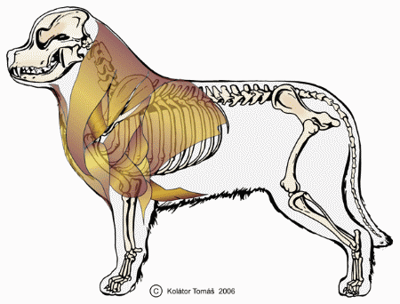 Výcvik psa do zápřahu Výcvik psa do zápřahu