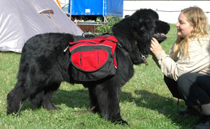 Geronimo-transportní pes