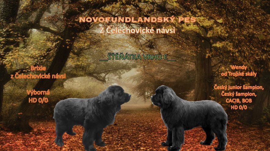 studený162843328